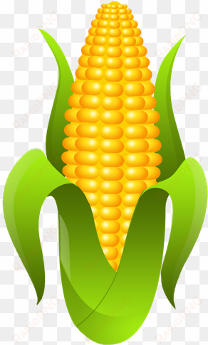 trazemos a imagem da espiga, que esconde uma grande - espiga de milho png