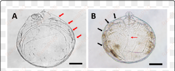 tritonymph and deutonymph of ophioptes ekans sp - circle