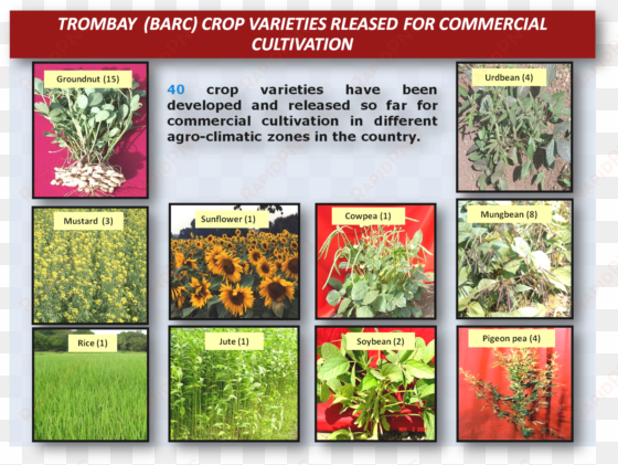 trombay crop varieties released for commercial cultivation - atomic energy in agriculture