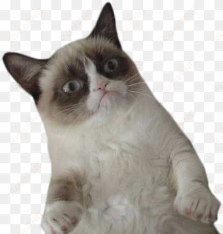 tumblr cat png - grumpy cat gif png