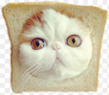tumblr inline mvjsnxodo21qd6gic - cute cats in bread