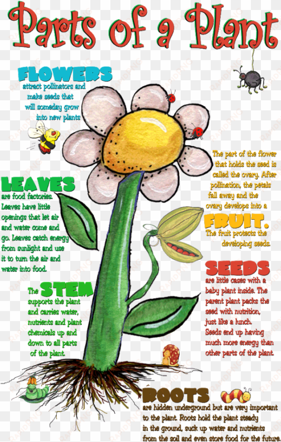 what do we need to know about parts of a plant cell - uses of parts of plants