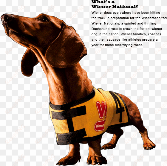 wiener dog nationals 2013 movie trailer - wienerschnitzel dog