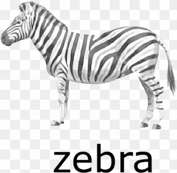 zebra transparent - zebra for flash cards